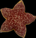 Diamond 5 Point Star Pillow - Rust Red Mixed Glow